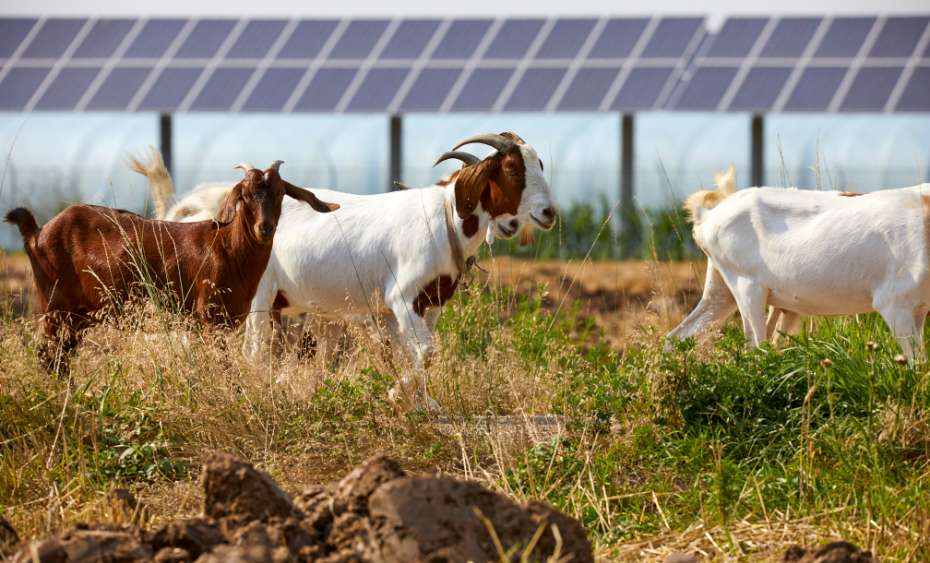 fermes solaires photovoltaïques sur les terres agricoles